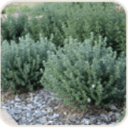 Coast rosemary