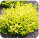 Sunshine ligustrum