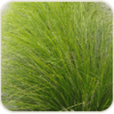 Lomandra Breeze