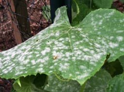 Leaf with powdery mildew